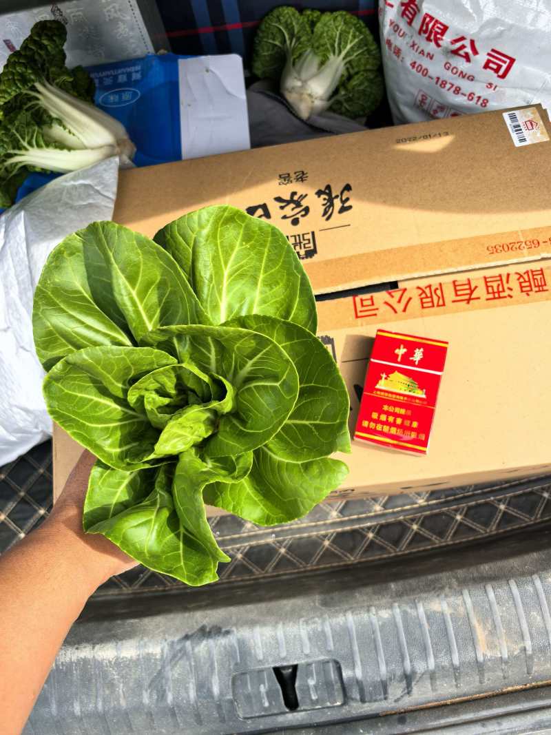 奶白菜