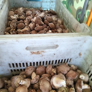 鲜香菇通货
