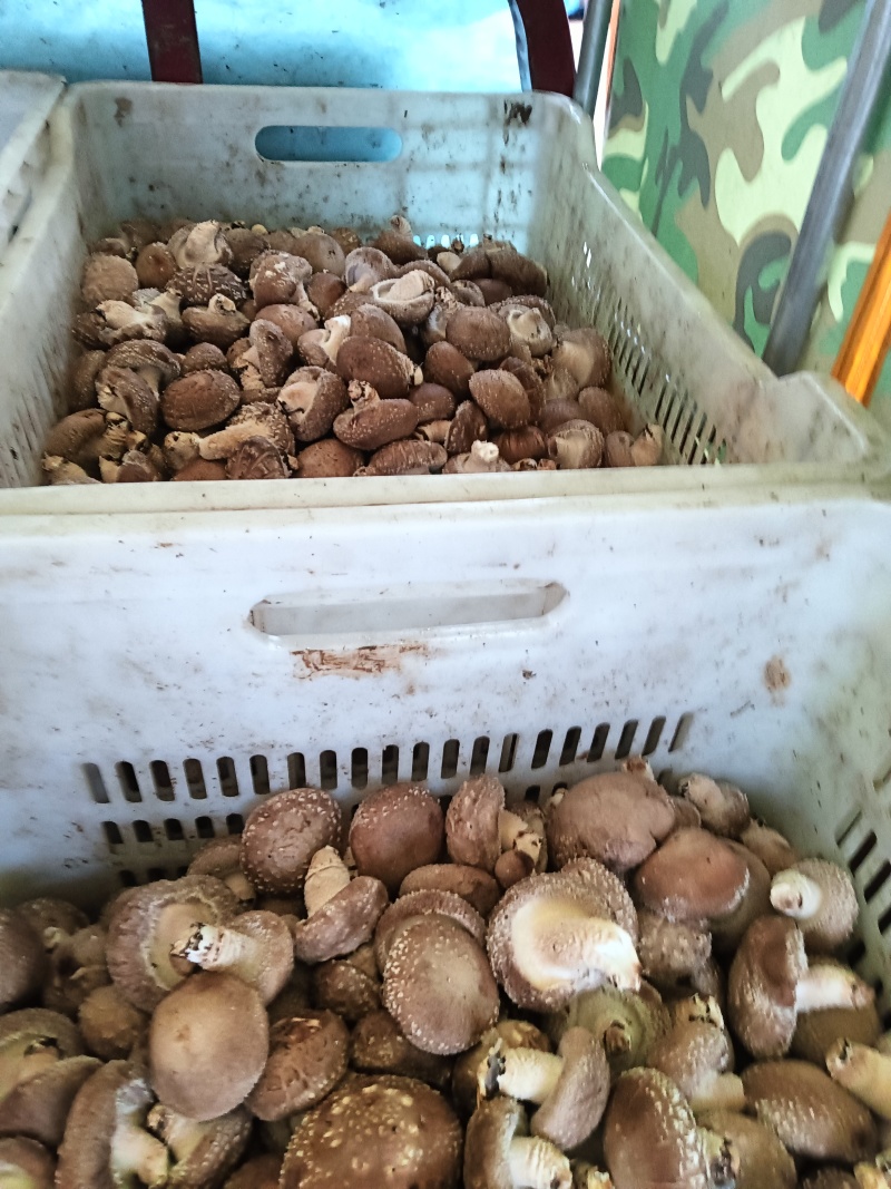 鲜香菇通货