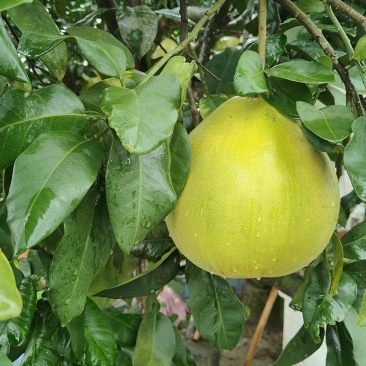 营山蜜柚