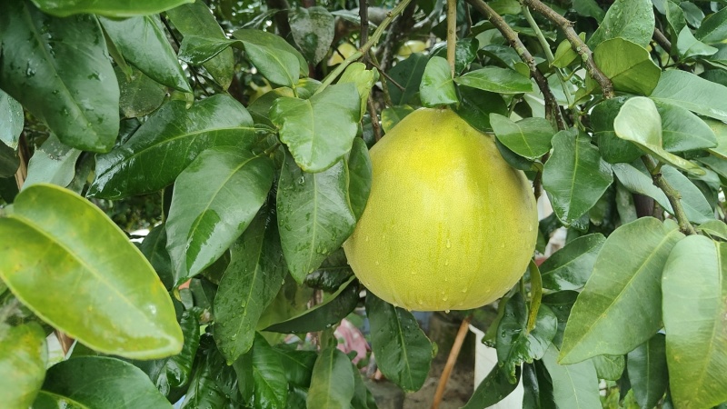 营山蜜柚