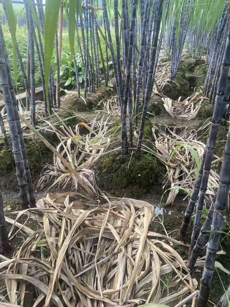 黑皮甘蔗一件代发五斤九斤
