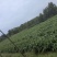 山东生姜生茬地只当姜种出售姜无任何毛病没死棵，价格可谈可考察