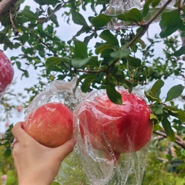 临潼石榴