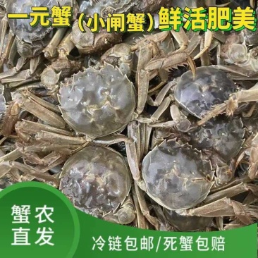 大闸蟹大小规格齐全基地直销