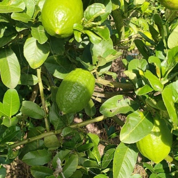 云南香水柠檬