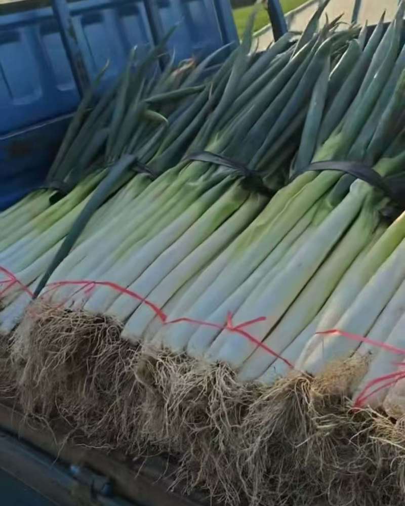 东北大葱