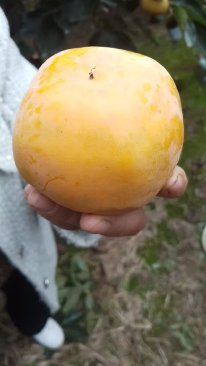 脆柿子