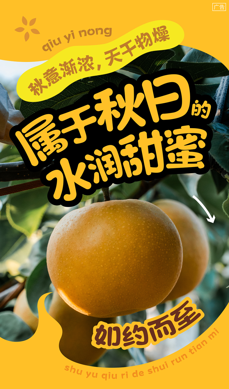 山东青岛秋月梨和南水梨