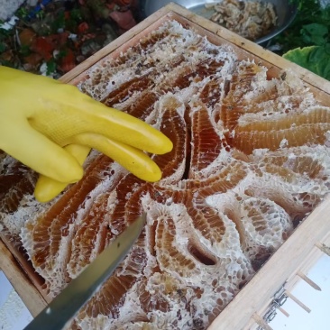 土蜂蜜