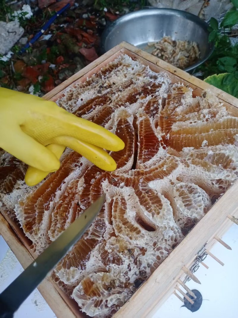 土蜂蜜