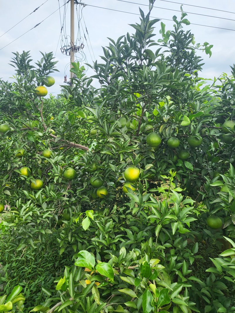 杷杷柑