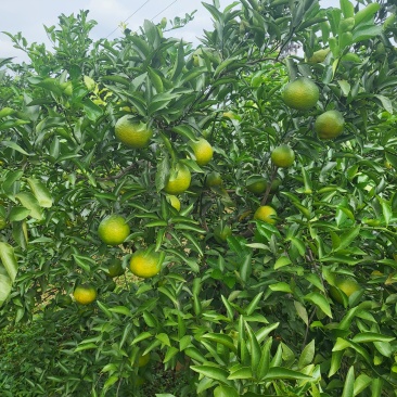 杷杷柑