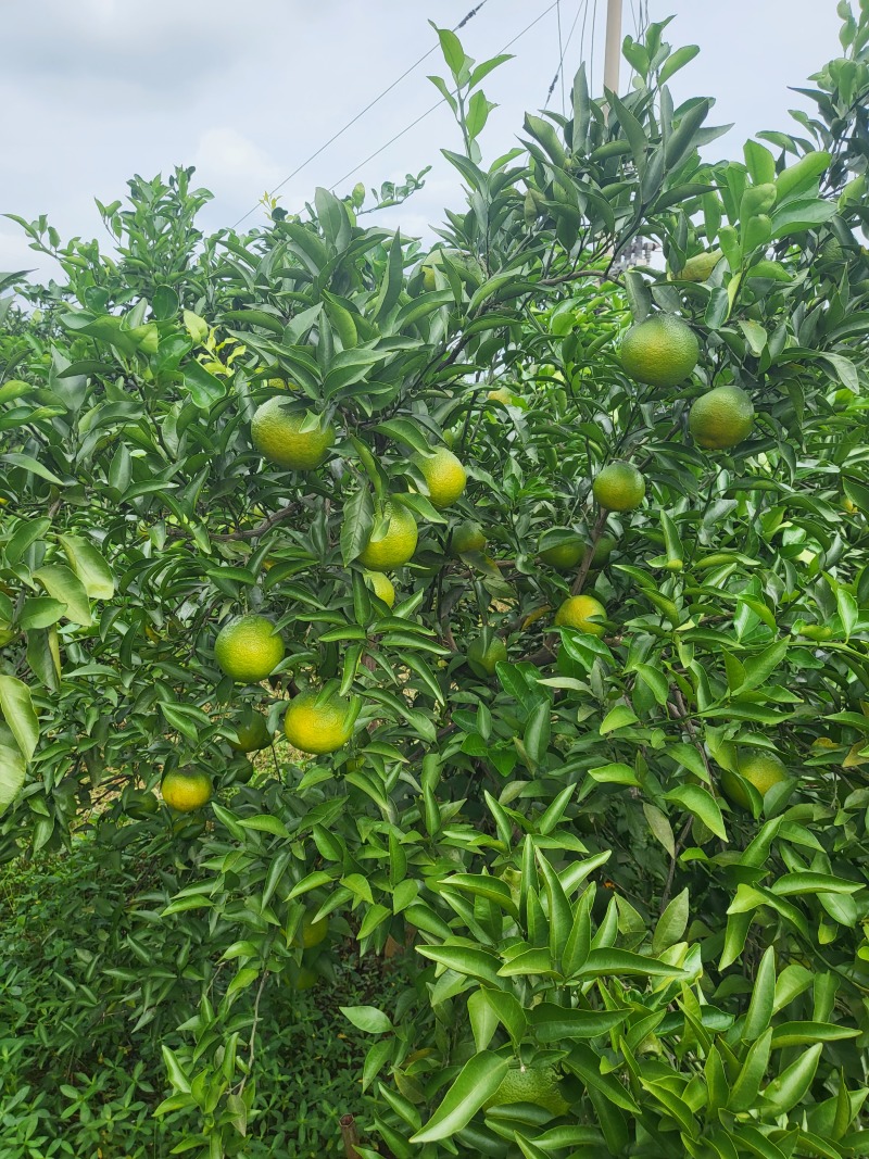 杷杷柑