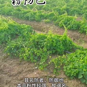 粉防己