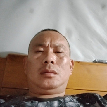 120日龄三黄鸡活体