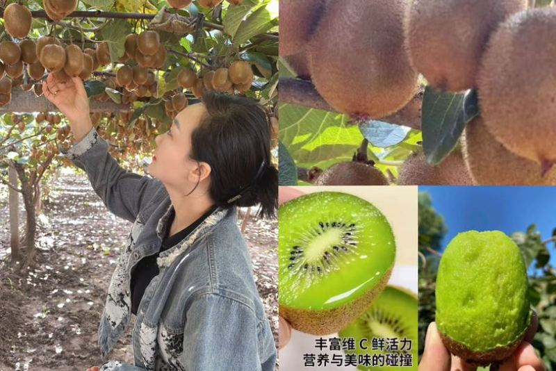 自家货果园徐香猕猴桃