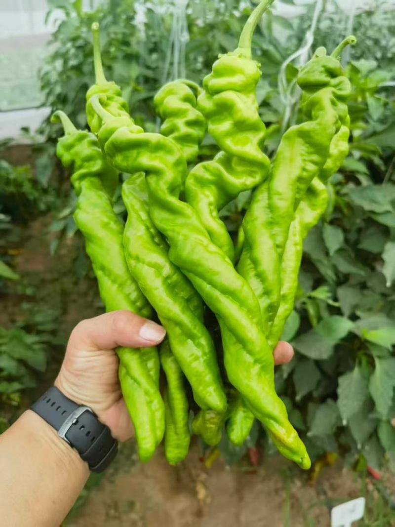 祥隆18号，辣椒，1000粒110元