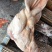 带耳猪头