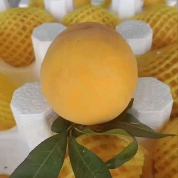 陕西黄桃