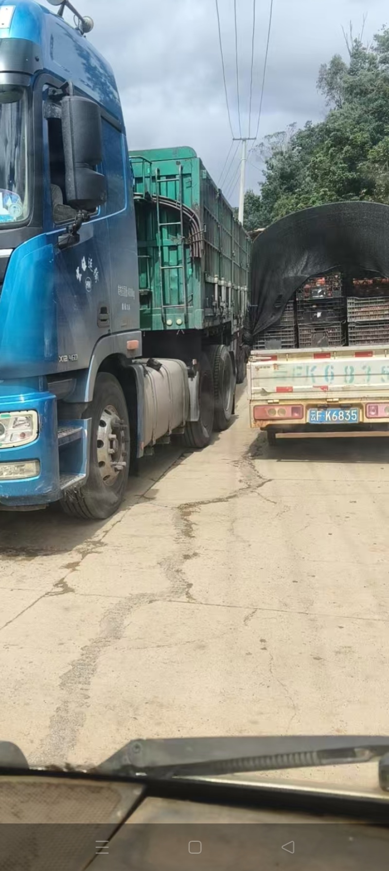 云南玉溪西红柿