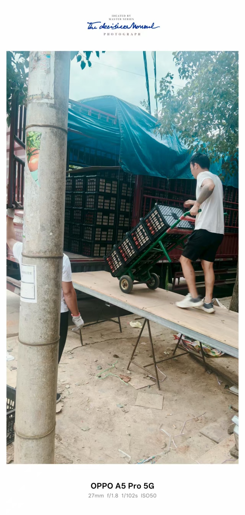 云南玉溪西红柿