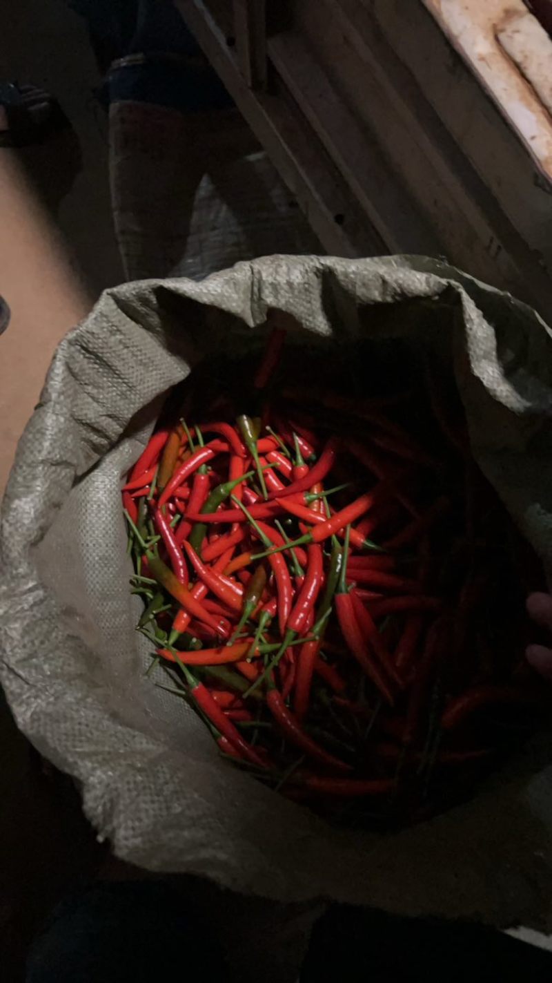 需要小米辣的朋友可以拿米来帮你收了！