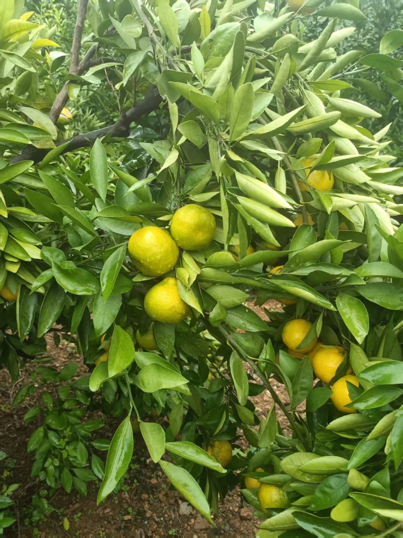 南水北调丹江蜜橘