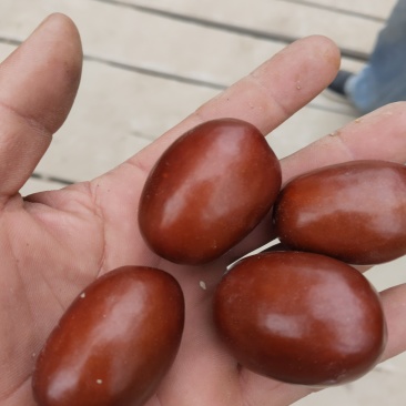 和田灰枣，4块一斤，