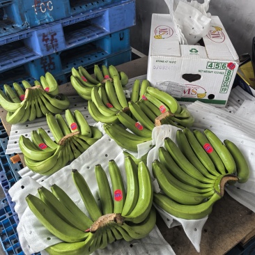 菲律宾青蕉