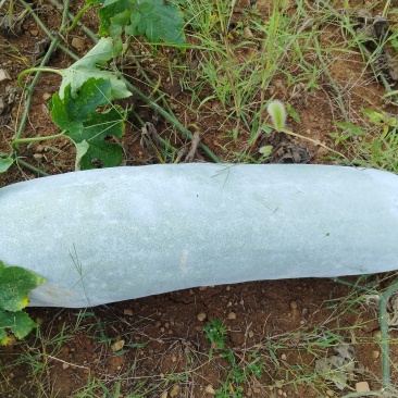 白长条冬瓜