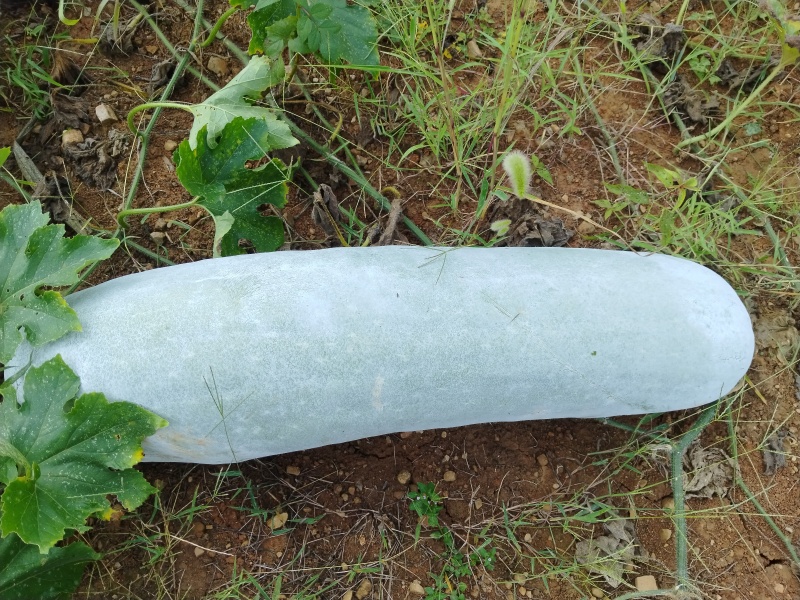 白长条冬瓜