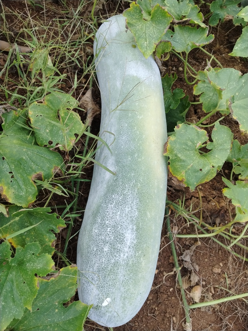 白长条冬瓜