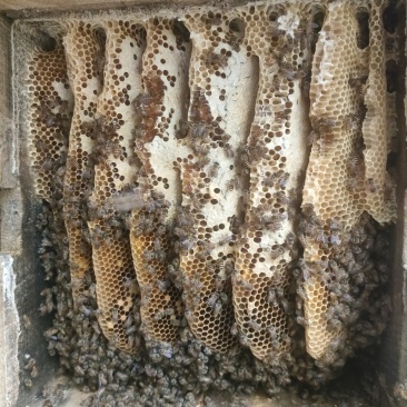 土蜂蜜