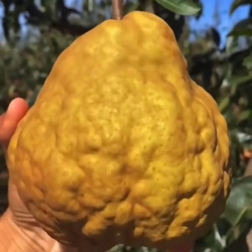 丑梨