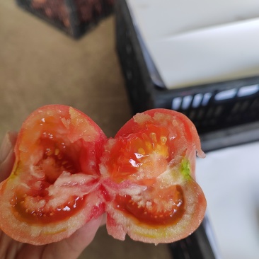 番茄