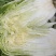 我想卖大白菜