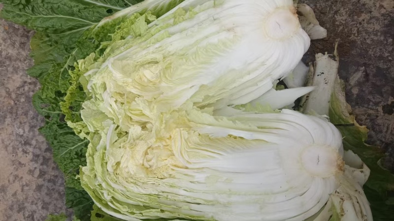 我想卖大白菜