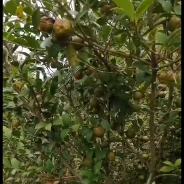 山茶油籽