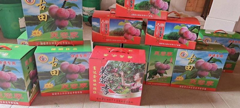 福建古田富达芙蓉李