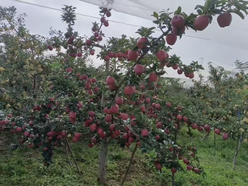 甘肃天水花牛苹果