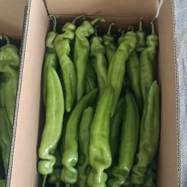 大量上市各种辣椒***********
