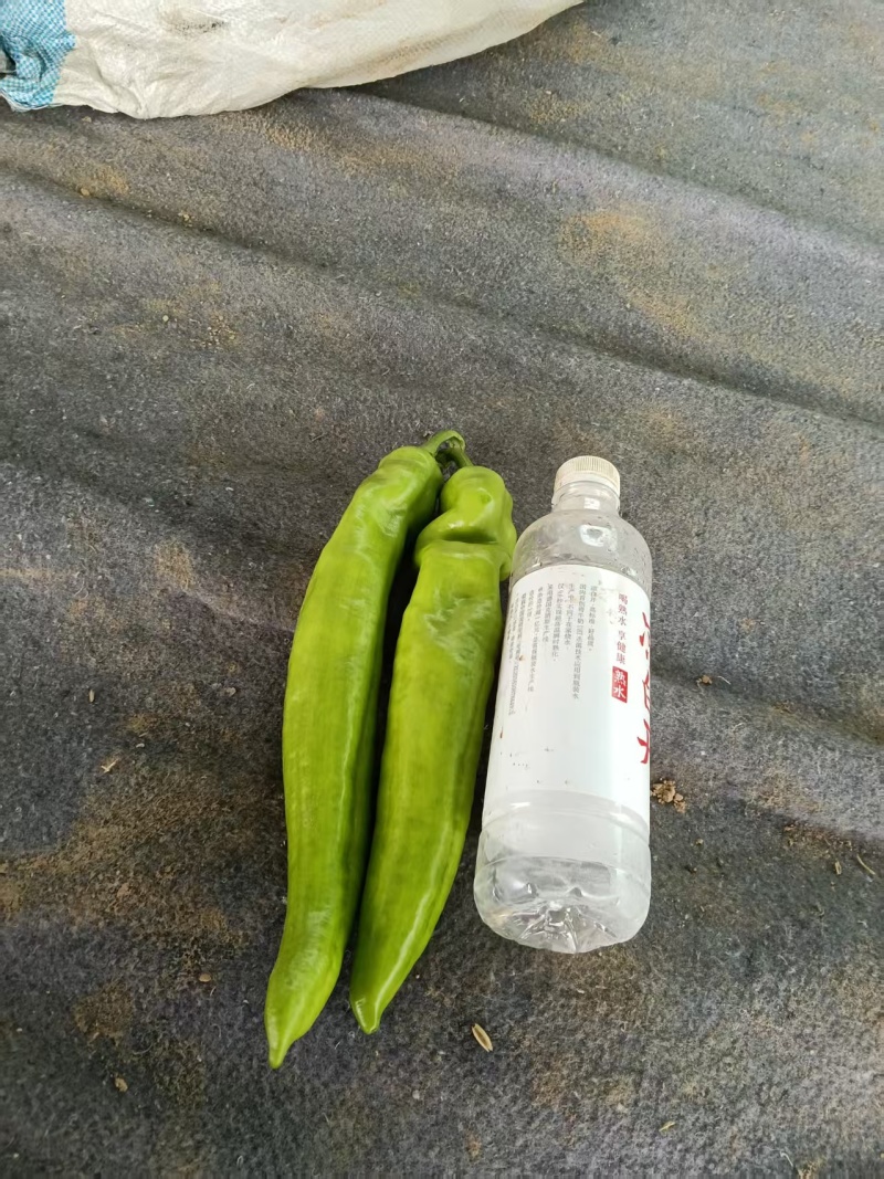 大量上市各种辣椒***********