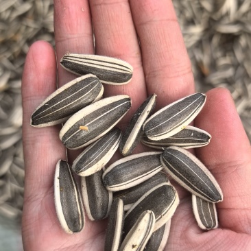 葵花品种363、嘉粒仓，随时看货，价格可谈
