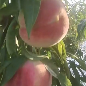 青岛莱西映霜红桃子
