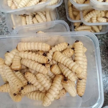 斗米虫