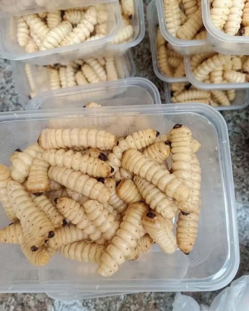 斗米虫