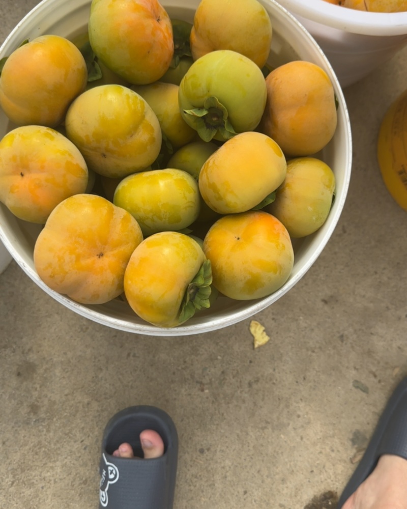 保山不会柿子
