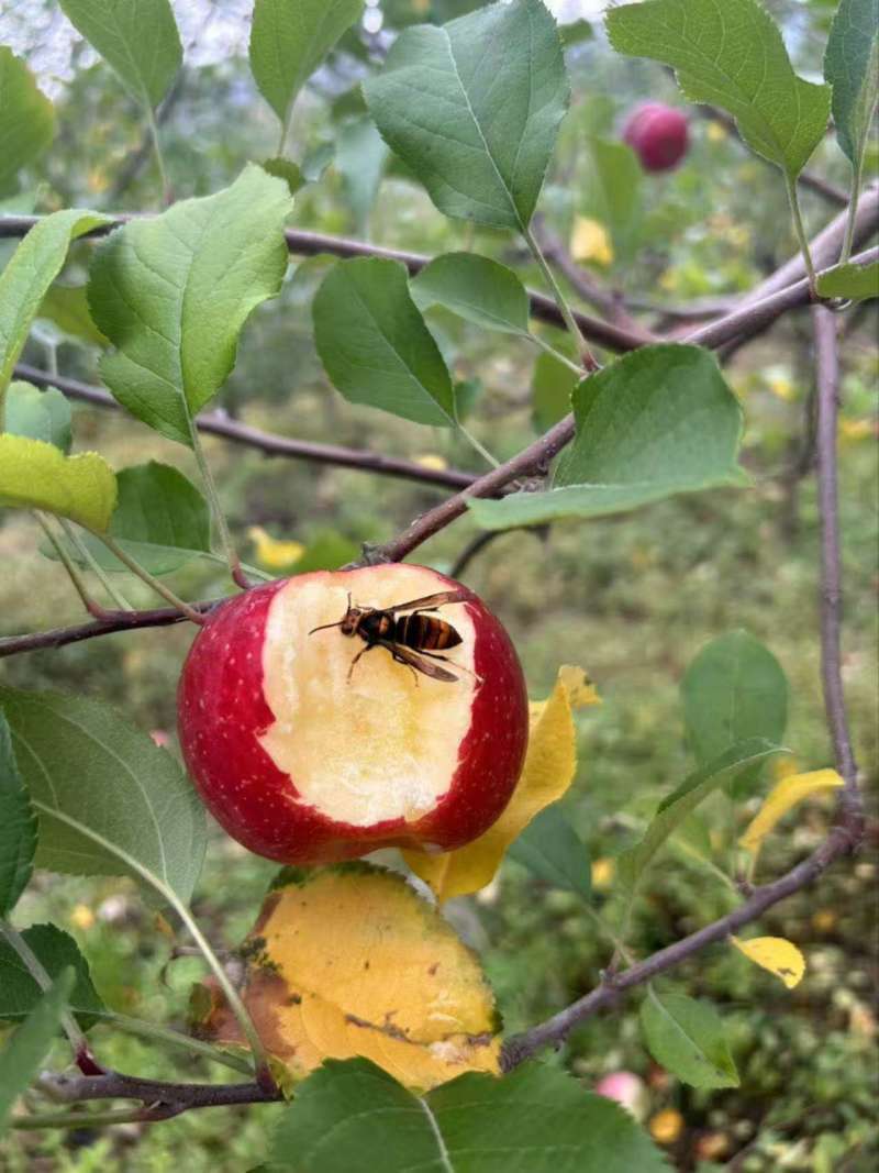 贵州威宁糖心苹果