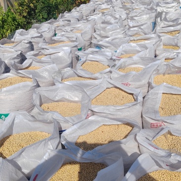 黄豆